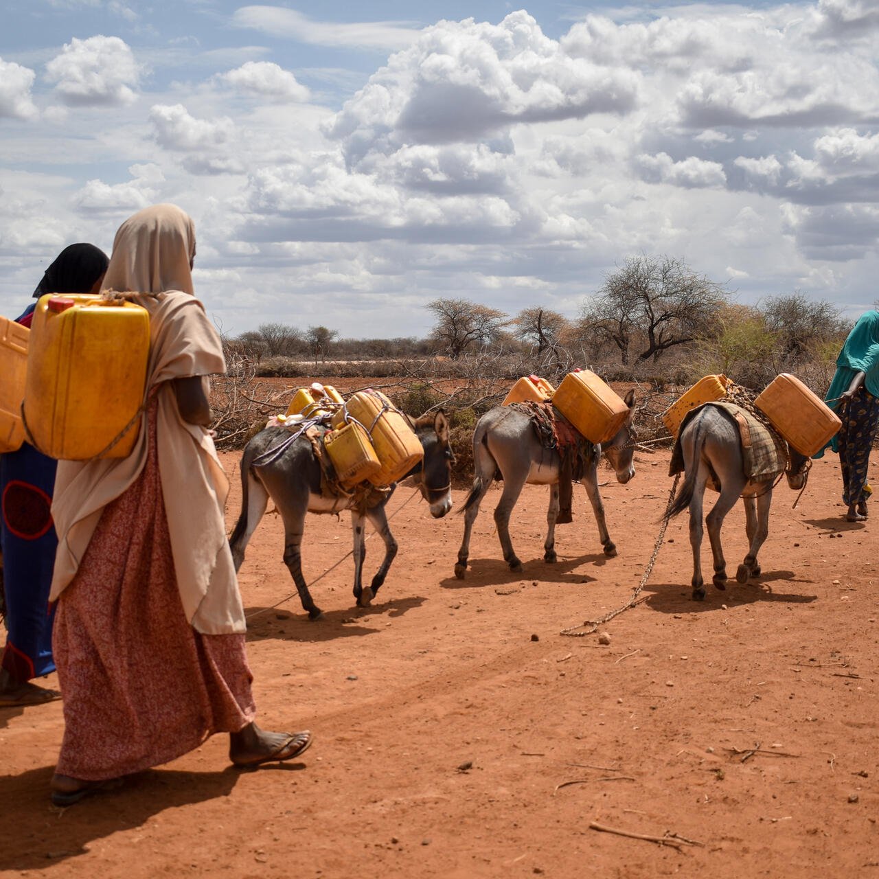 Two Ethiopian women with water containers on their back walk with a herd of livestock through a drought-stricken landscape.